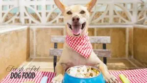What not to feed your furry friends
