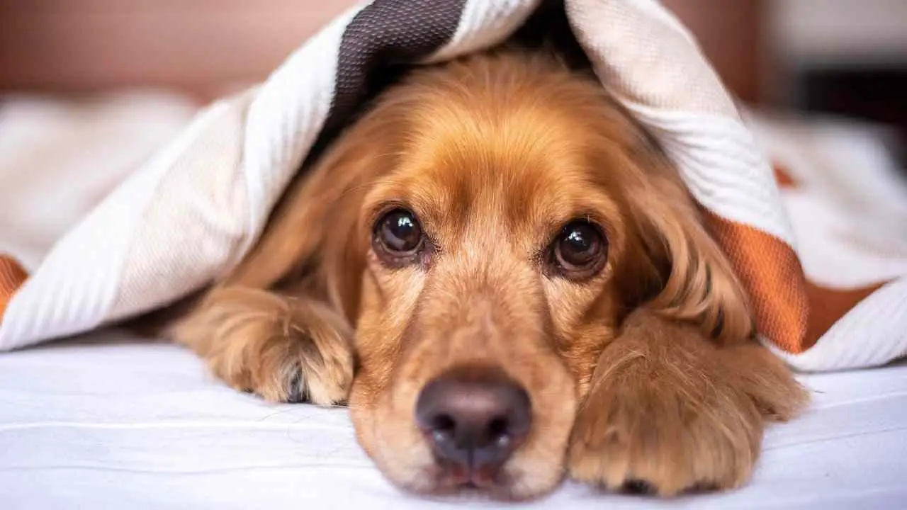 Natural Pet Dog Food