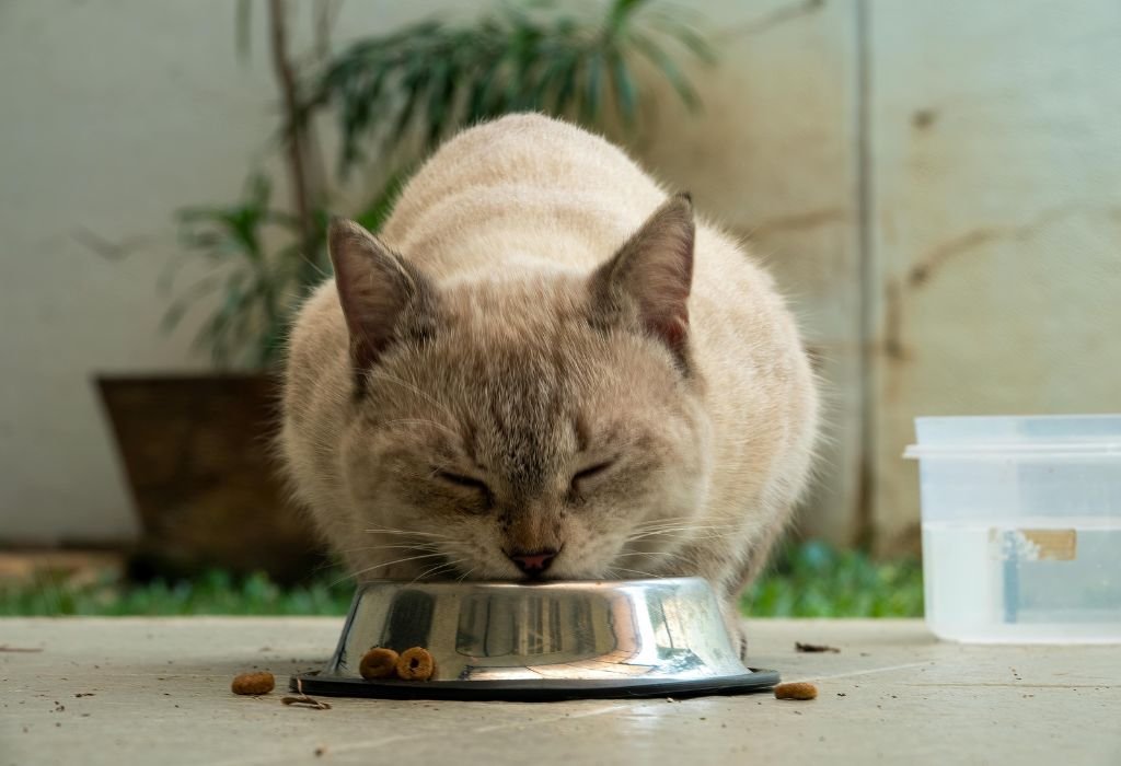 Pet Nutrition Specialist