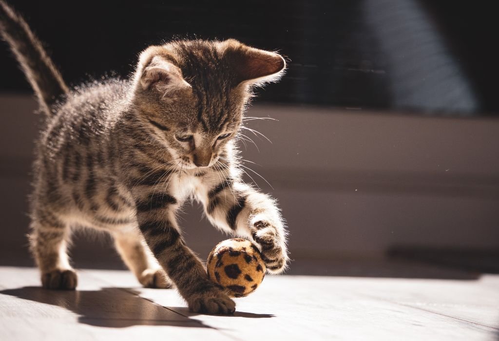 Best Friends Pet Care