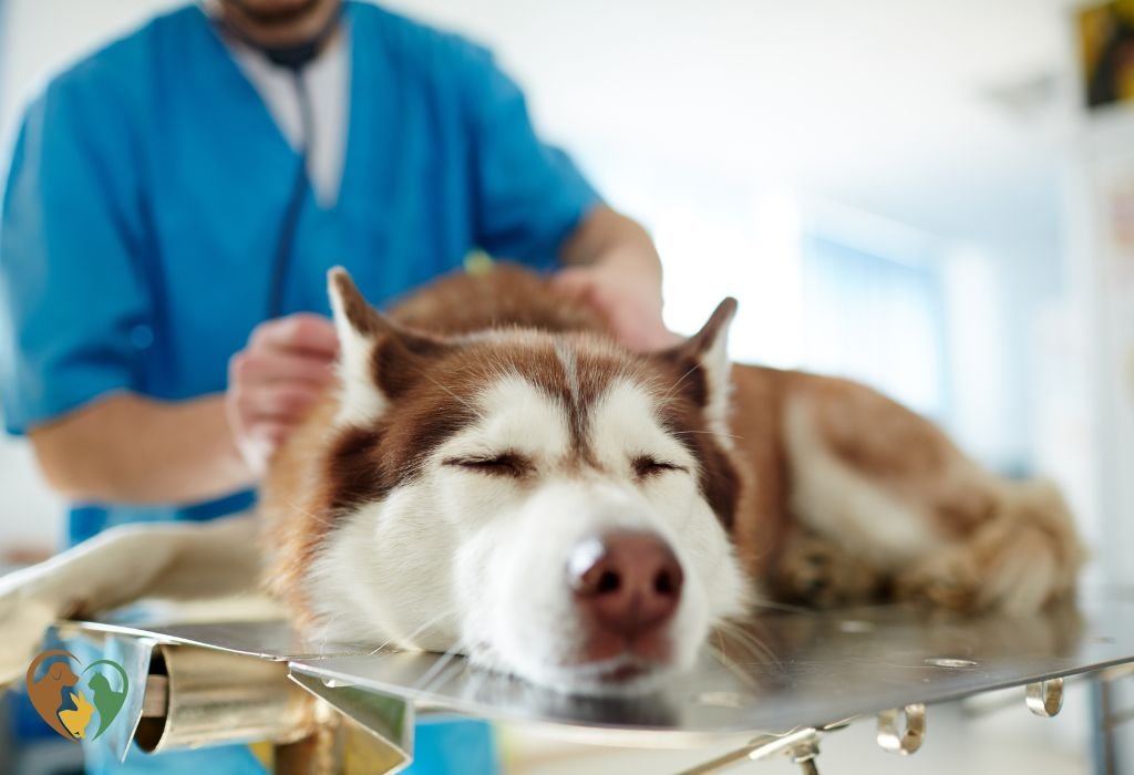 Veterinaire Pet Care